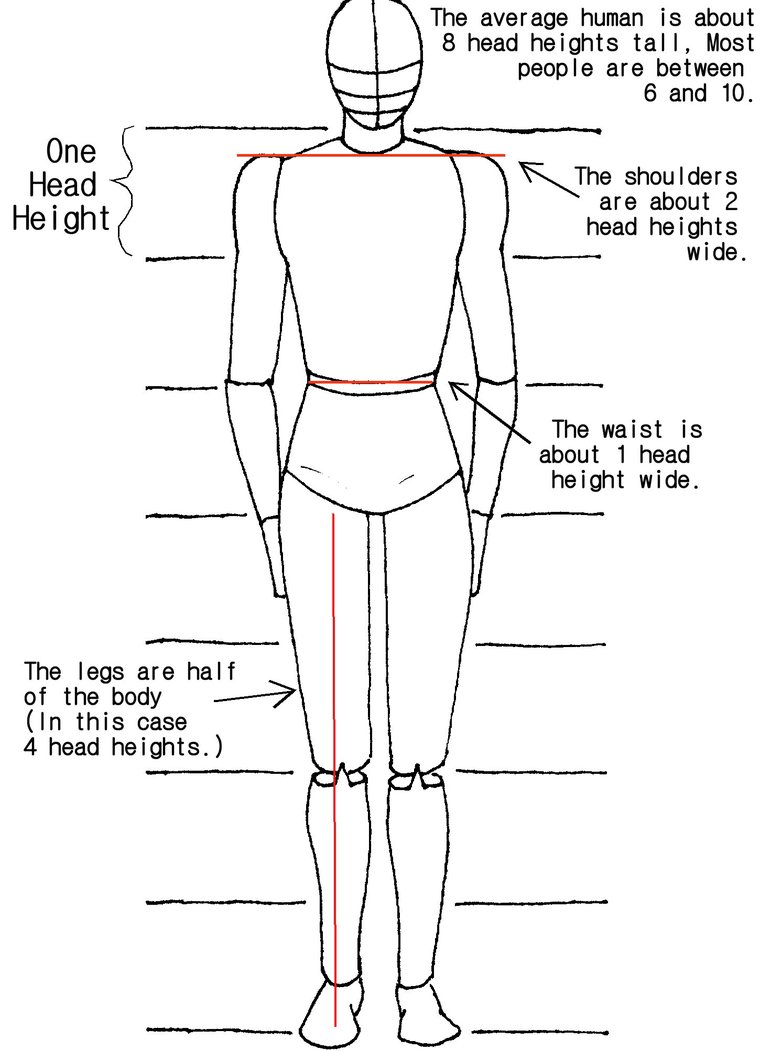 Image result for Rafael Human Body Sketch